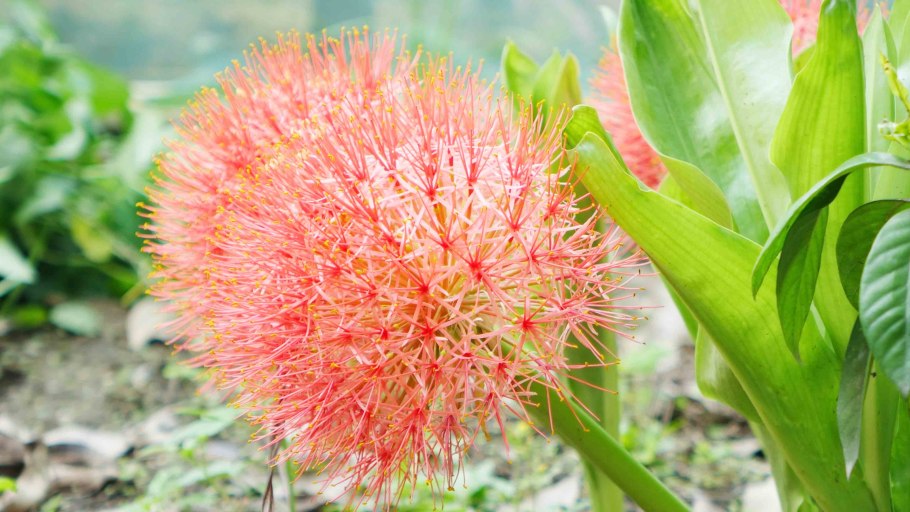 Гемантус красный