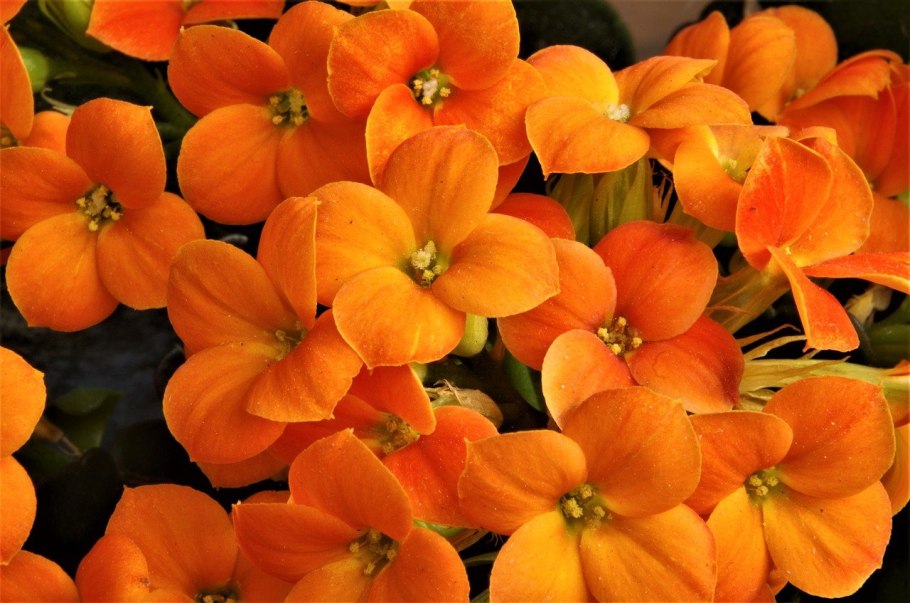 Аманкос оранжевый