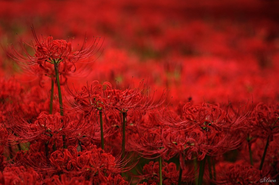 Ликорис Паучья Лилия