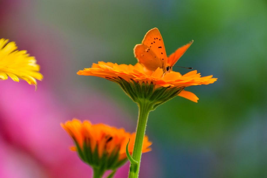 Маленькие рыжие цветы