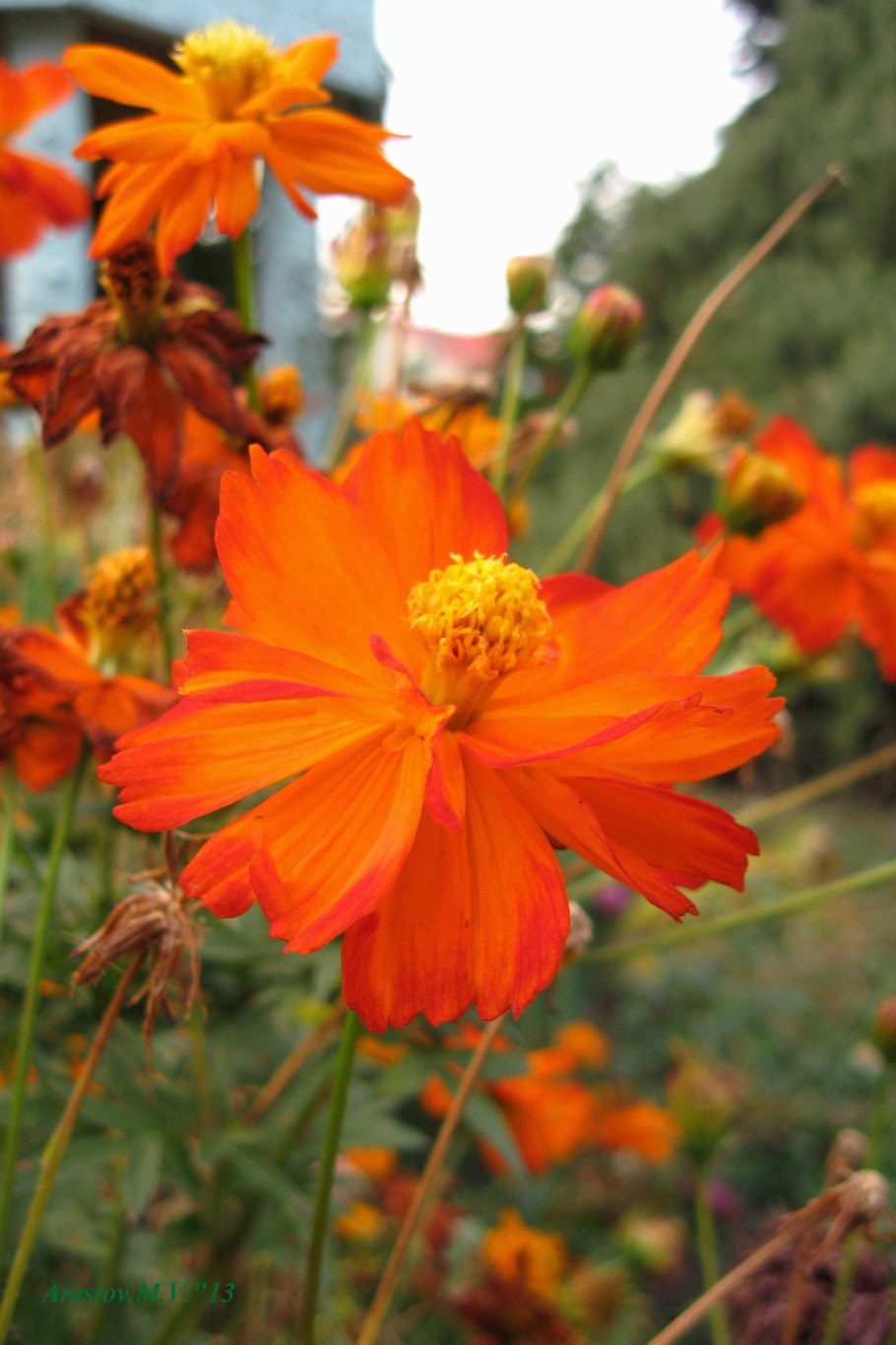 Рыжий цвет в природе