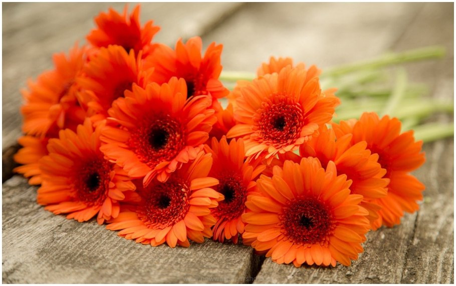 Гербер цветок