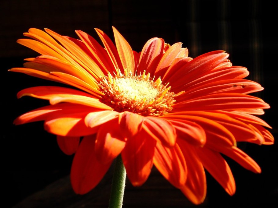 Оранжевый гербер