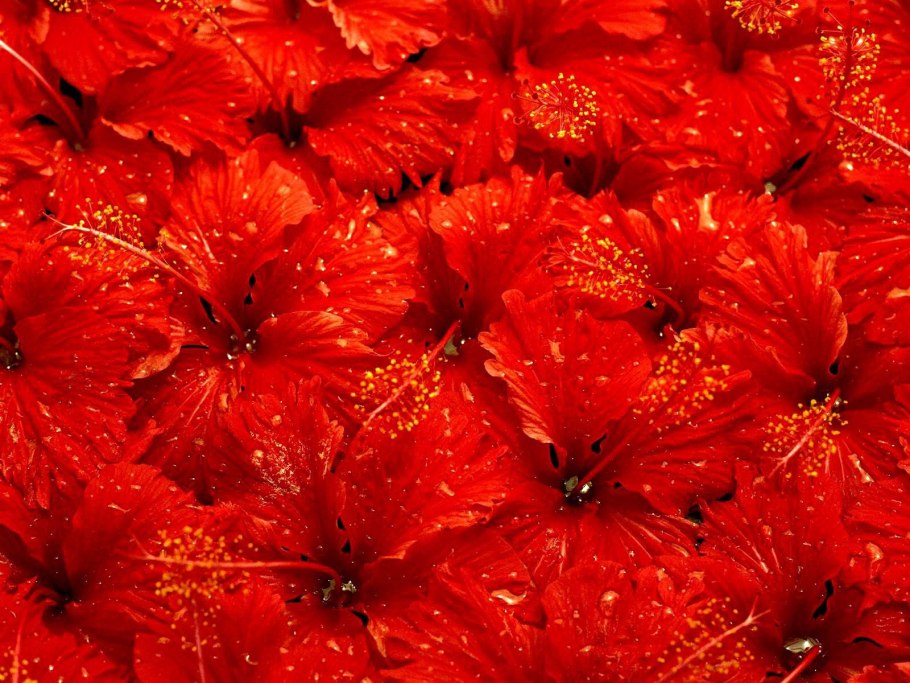 Ярко красные цветы