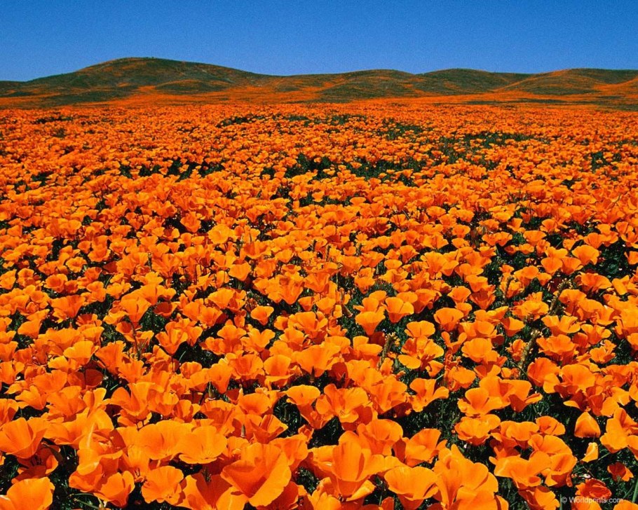 Поле оранжевых цветов