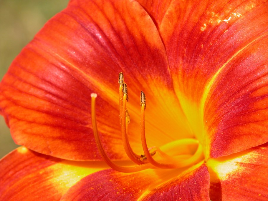 Цветок в зуме