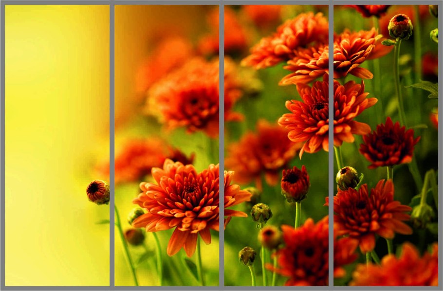 Рыжие цветы фото