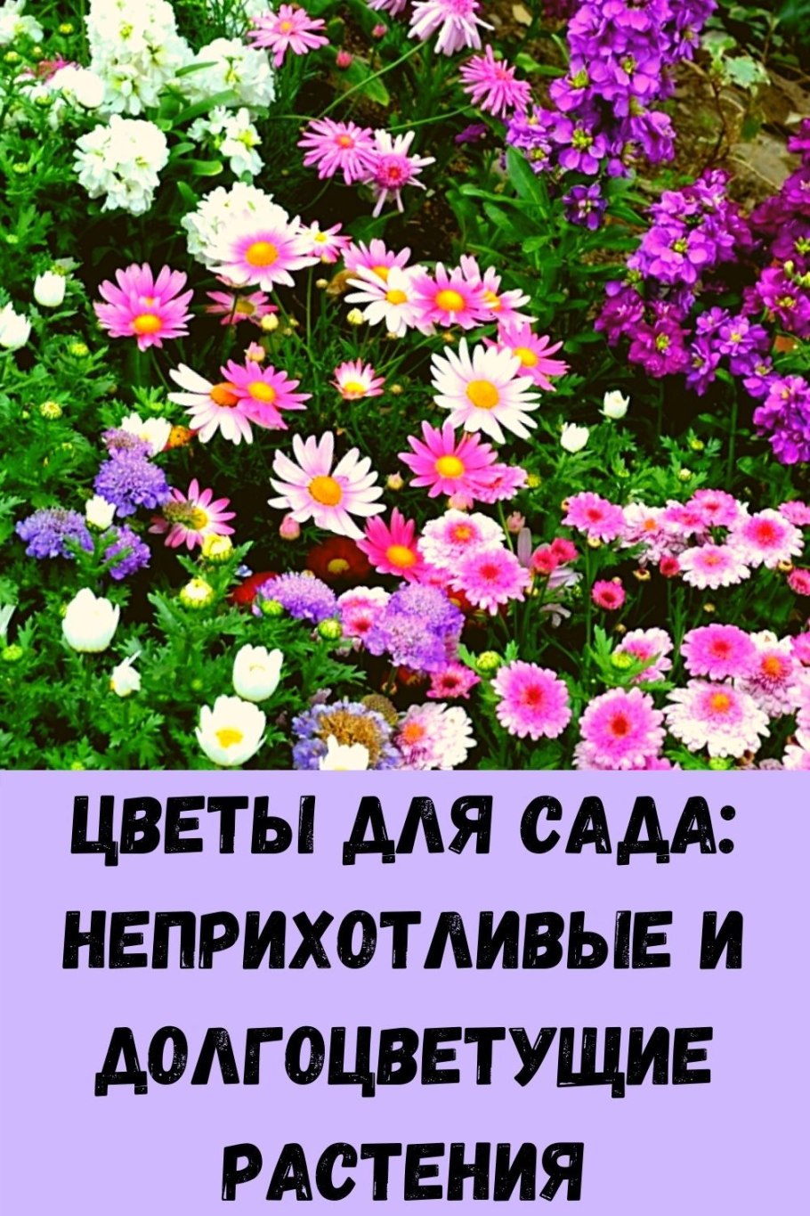 Многолетние неприхотливые цветы для дачи
