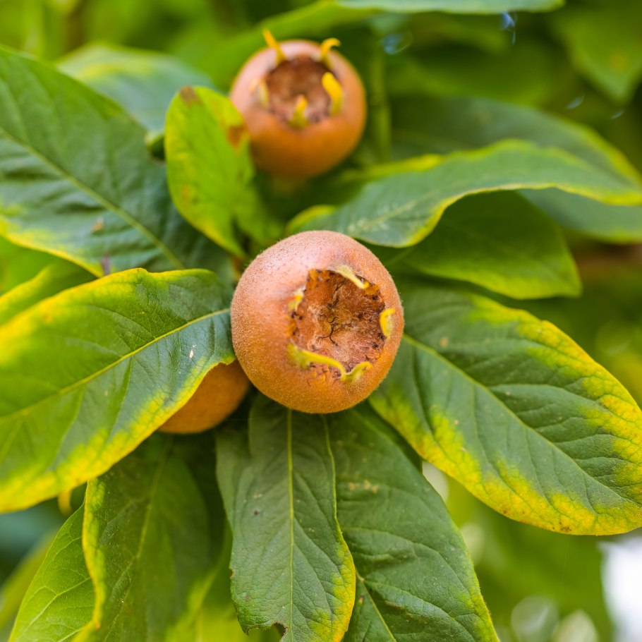 Мушмула Зизифус