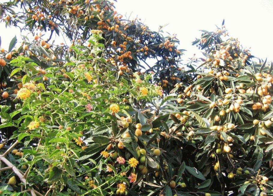 Мушмула Азгиль