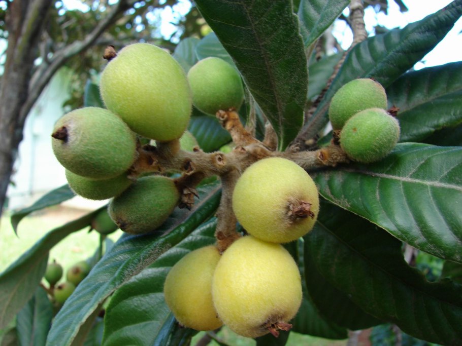 Мушмула Германская Сандра