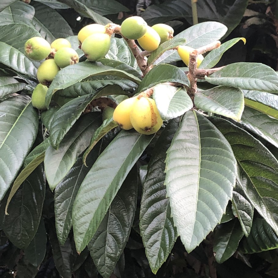 Мушмула японская