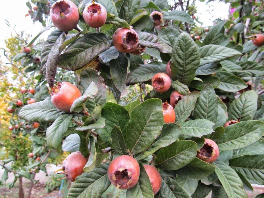 Мушмула Кавказская