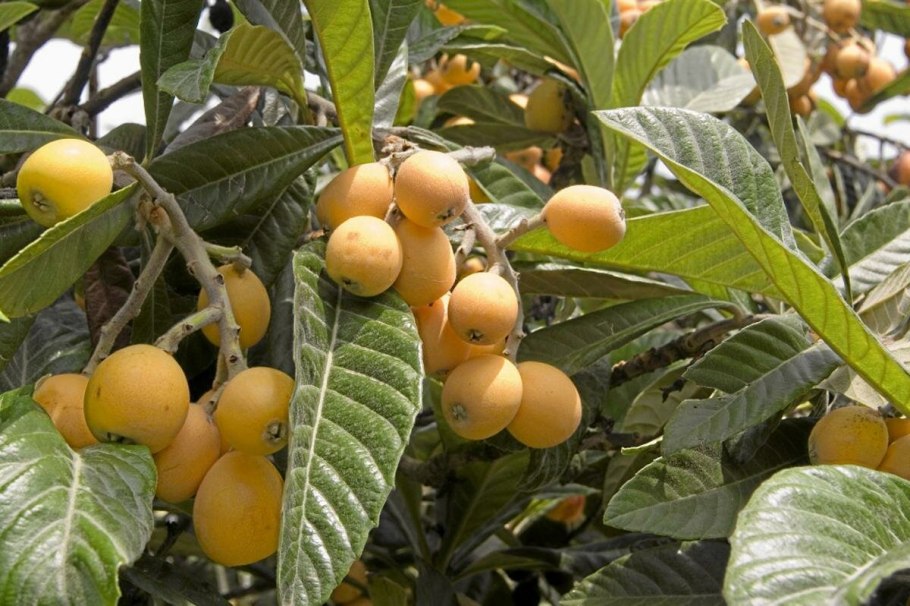 Мушмула Кавказская фрукт