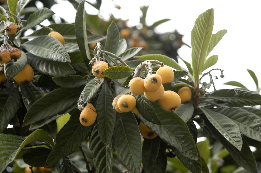 Мушмула Ливан