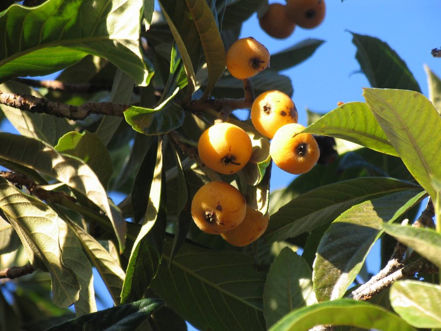 Мушмула хурма