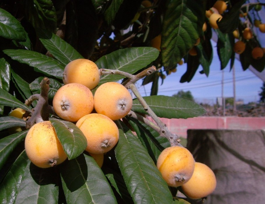 Мушмула Кавказская