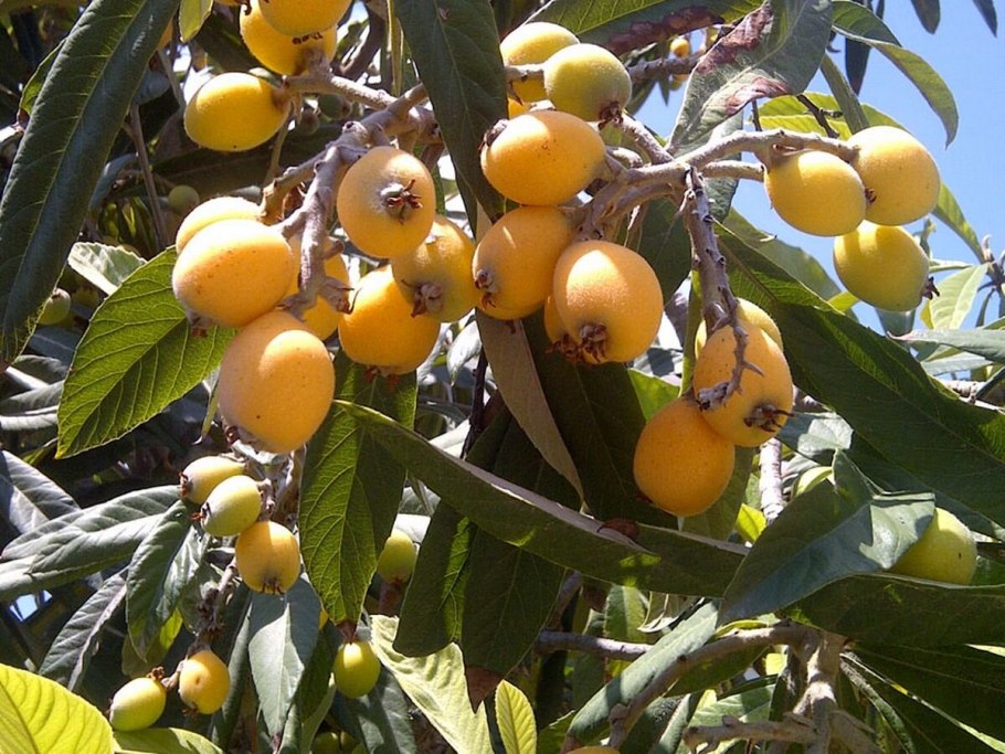 Мушмула фрукт