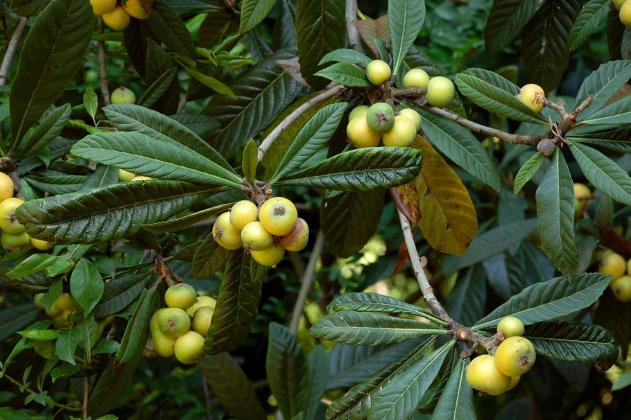 Мушмула Германская Кавказская