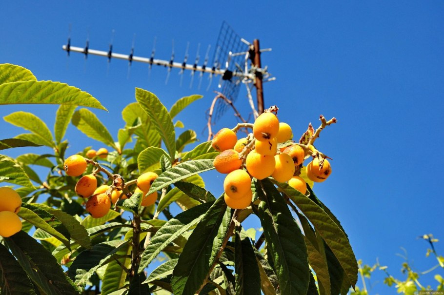 Мушмула японская