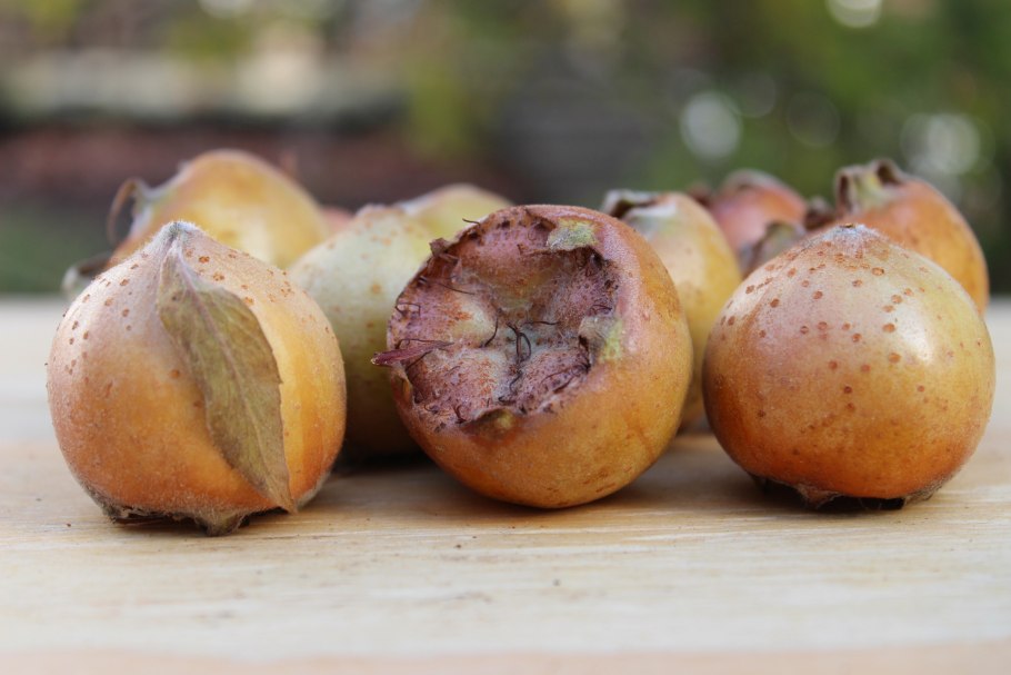 Нисперо мушмула