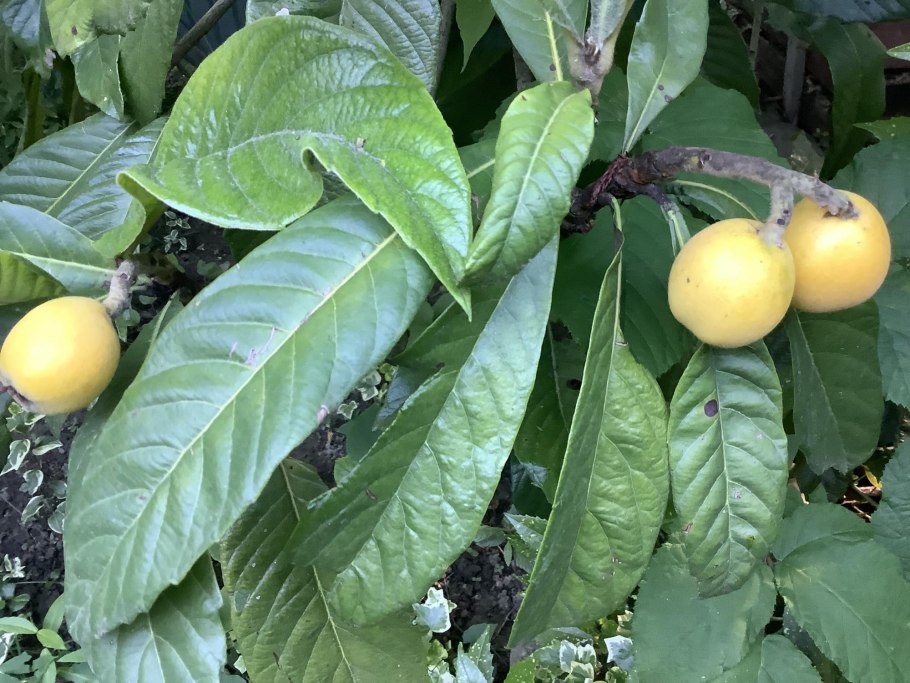 Мушмула Германская Кавказская