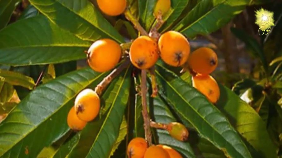 Мушмула Германская куст