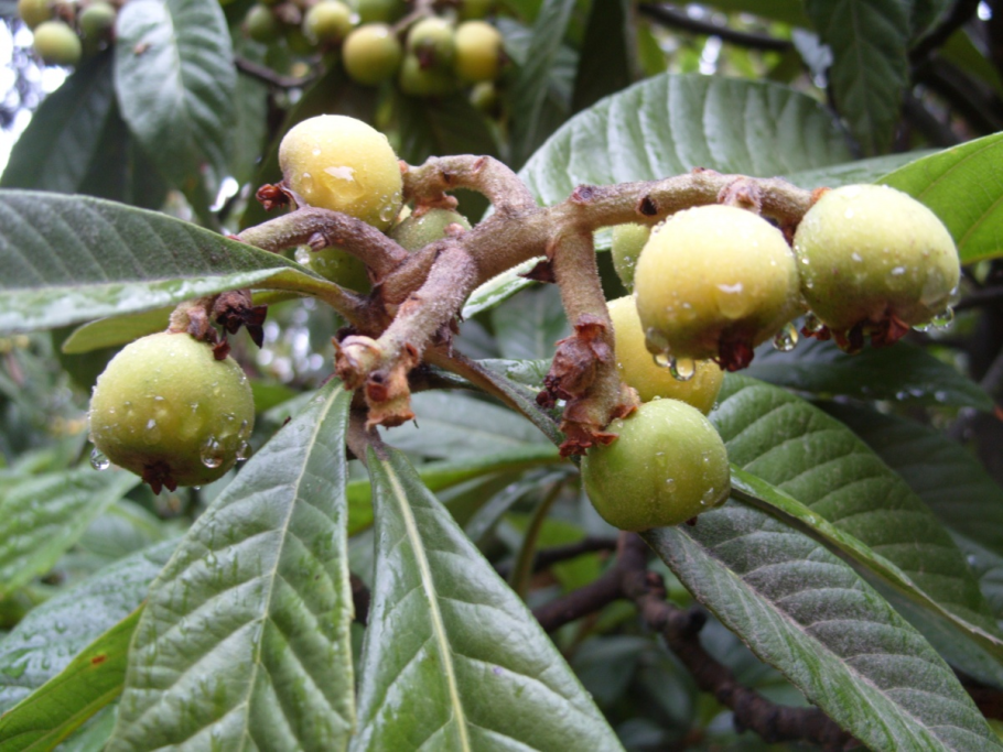 Мушмула фрукт