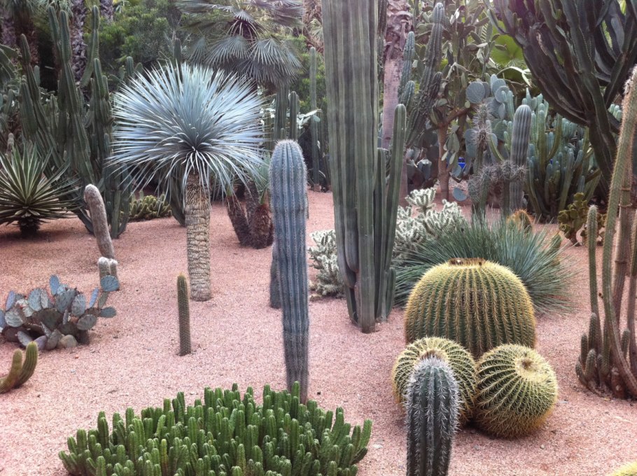 Сизый Кактус