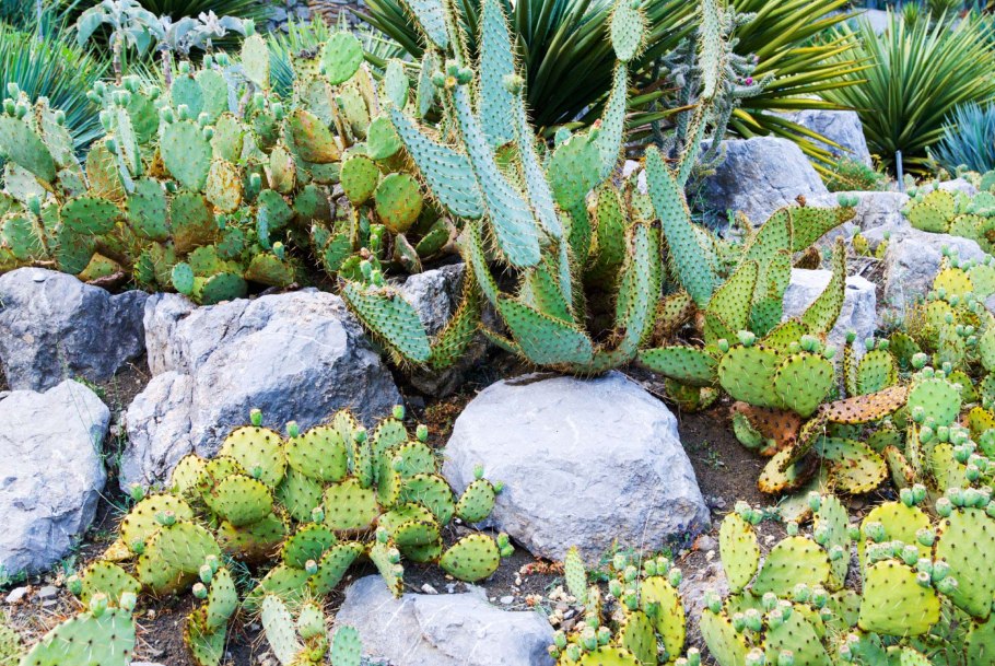 Кактус каменный дракон