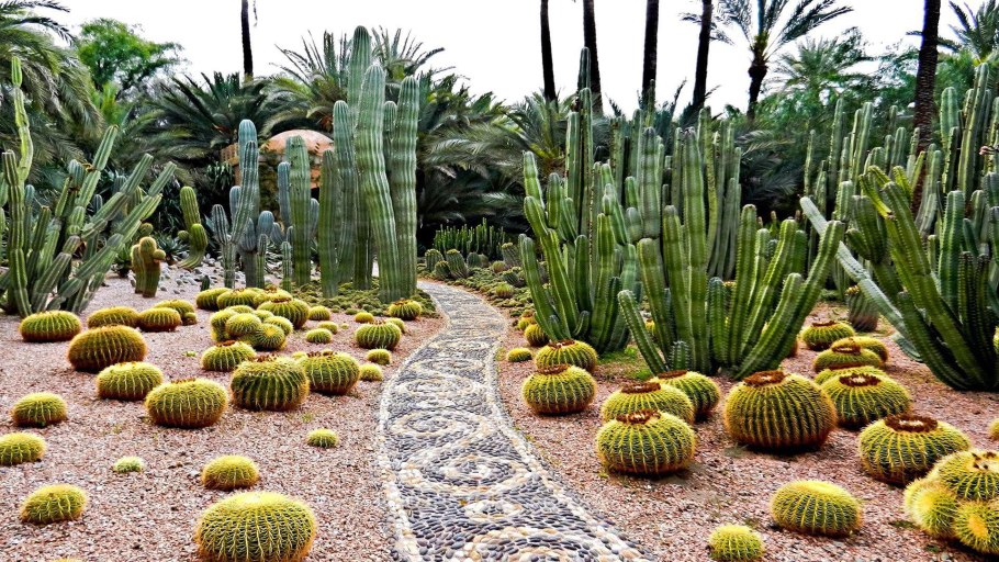 Кактус Марокко рыжий