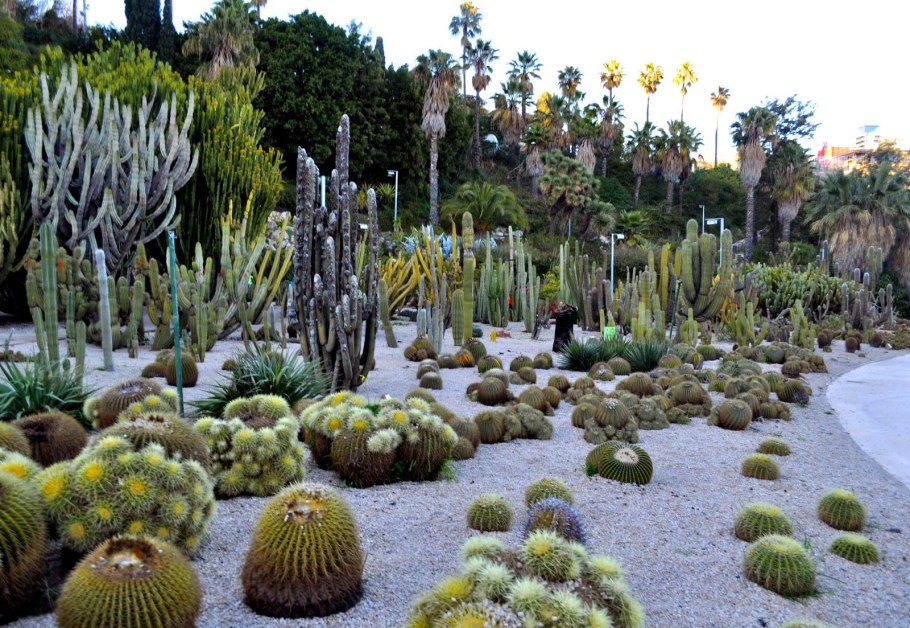 Парк кактусов в Барселоне