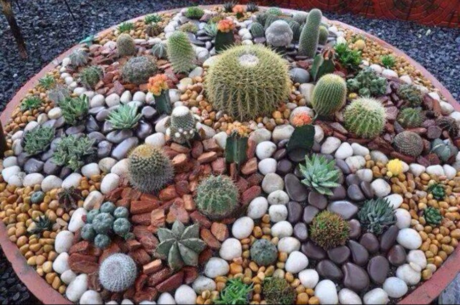 Композиции из кактусов и камней