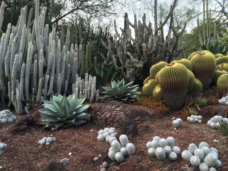 Зимний сад с кактусами