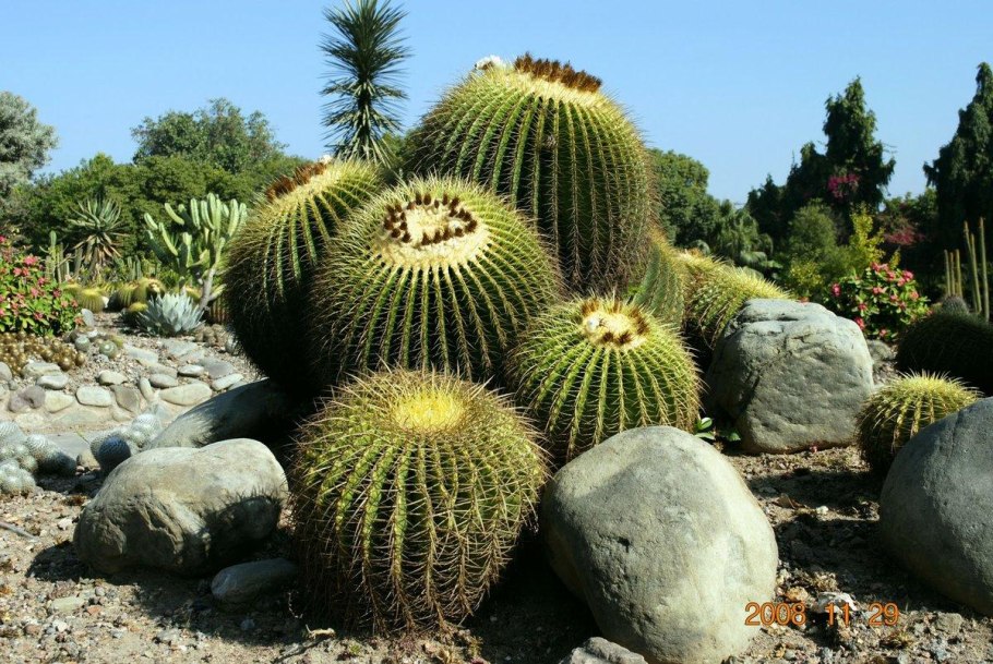 Мексика Дикие Суккуленты