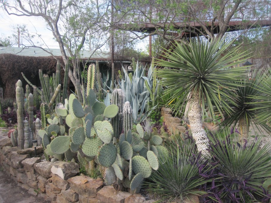 Опунция в ландшафте