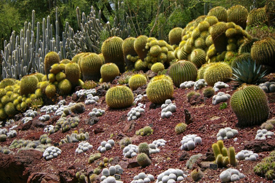 Живой Кактус