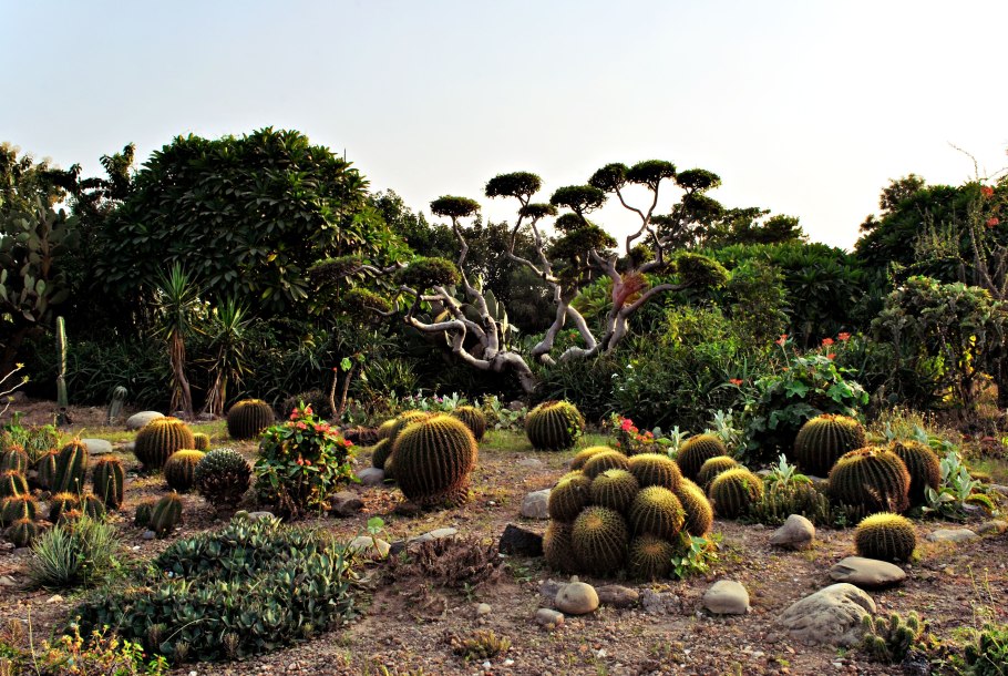 National Cactus and succulent Botanical Garden and research Centre