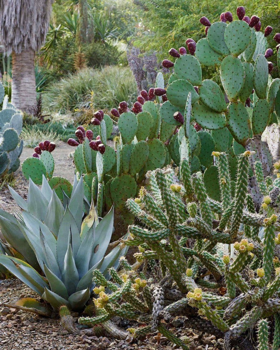 Опунция Садовая