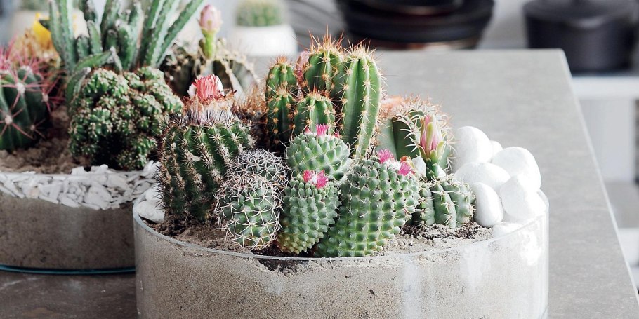 Флористика с кактусами