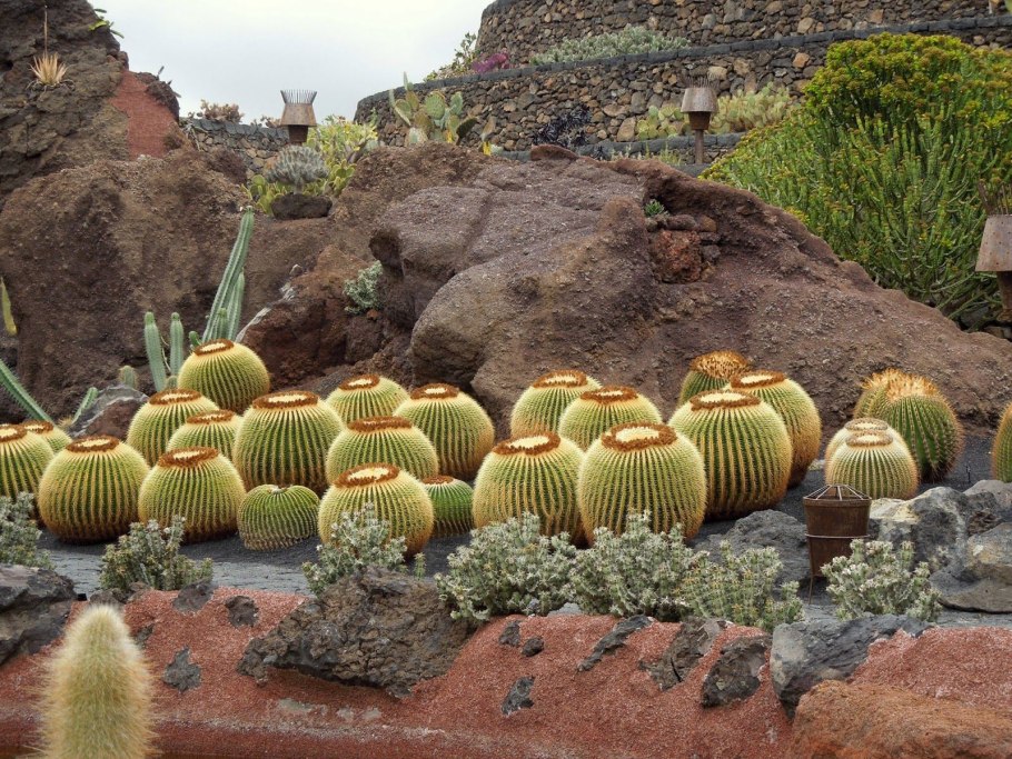 Jardin Cactus Lanzarote