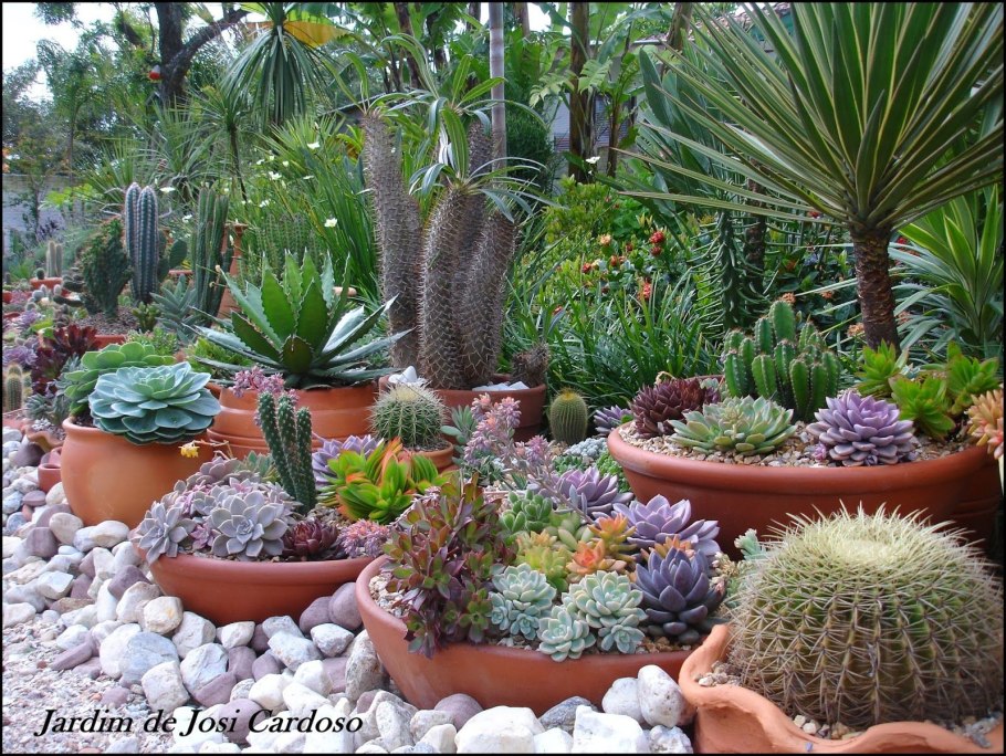 Клумба с кактусами