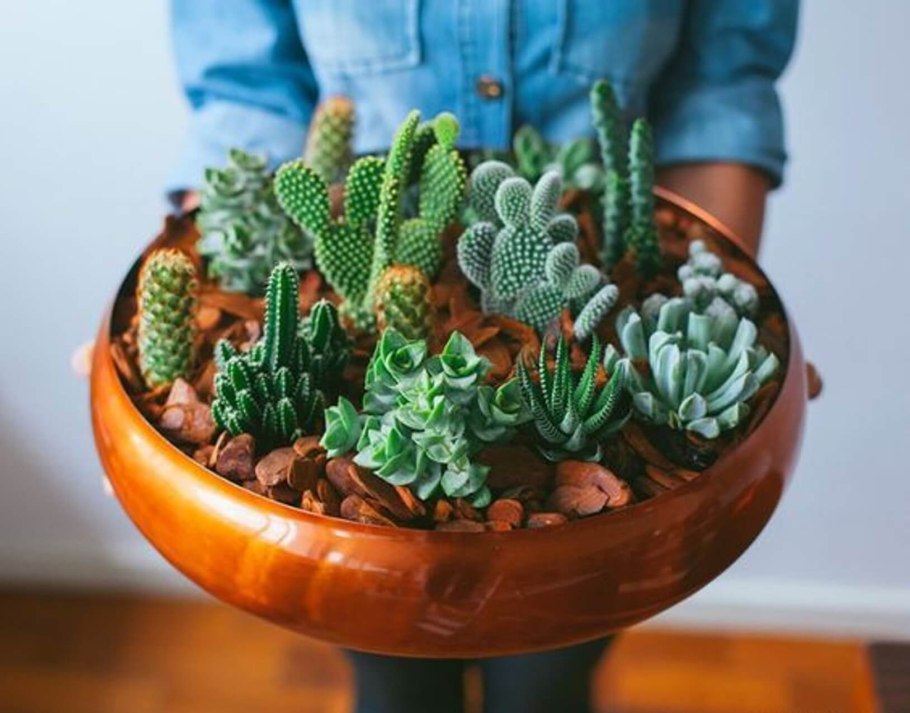 Суккулент панголин