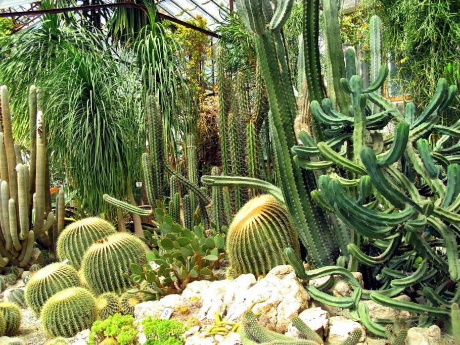 Кактусовая оранжерея в Никитском Ботаническом саду