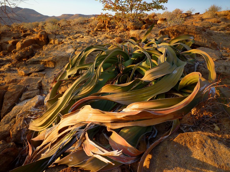 Вельвичия удивительная (Welwitschia Mirabilis)