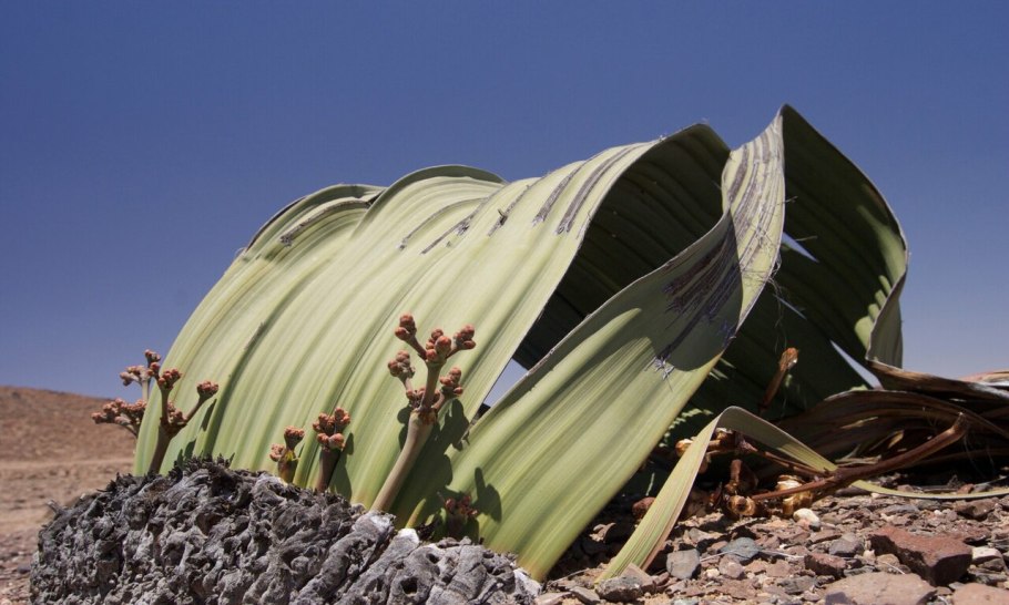 Голосеменные вельвичия удивительная