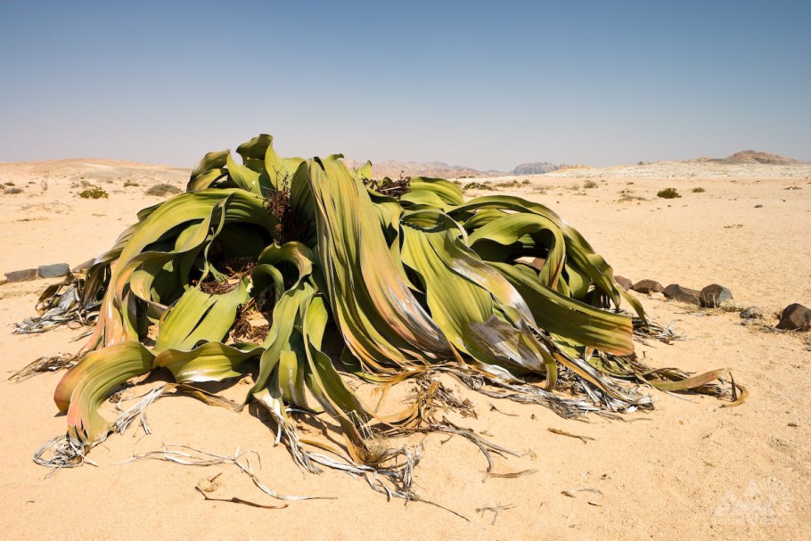 Вельвичия удивительная (Welwitschia Mirabilis)