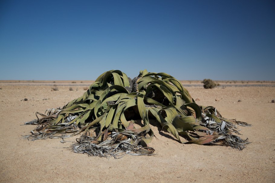 Вельвичия удивительная (Welwitschia Mirabilis)