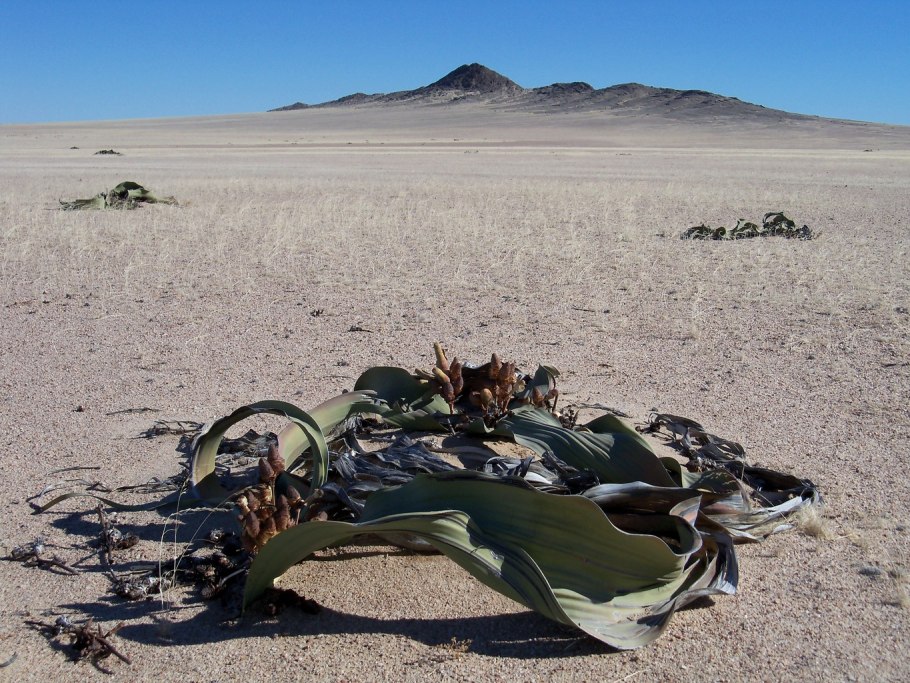 Пустыня Намиб вельвичия