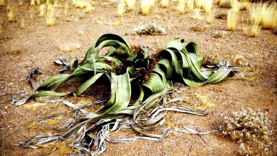 Пустыня Намиб вельвичия